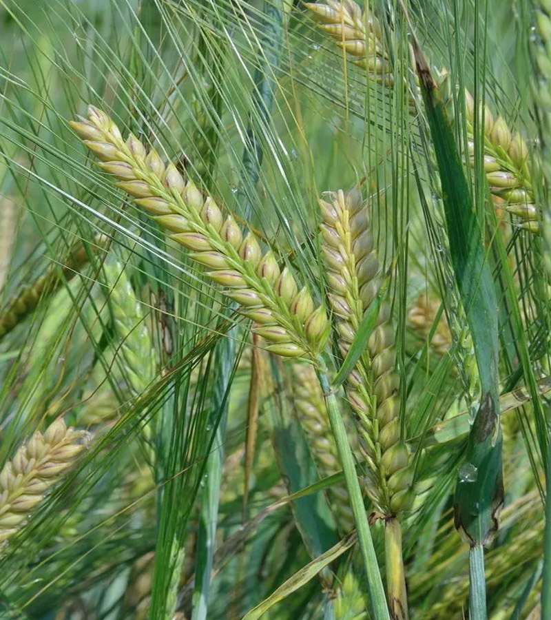 Barley